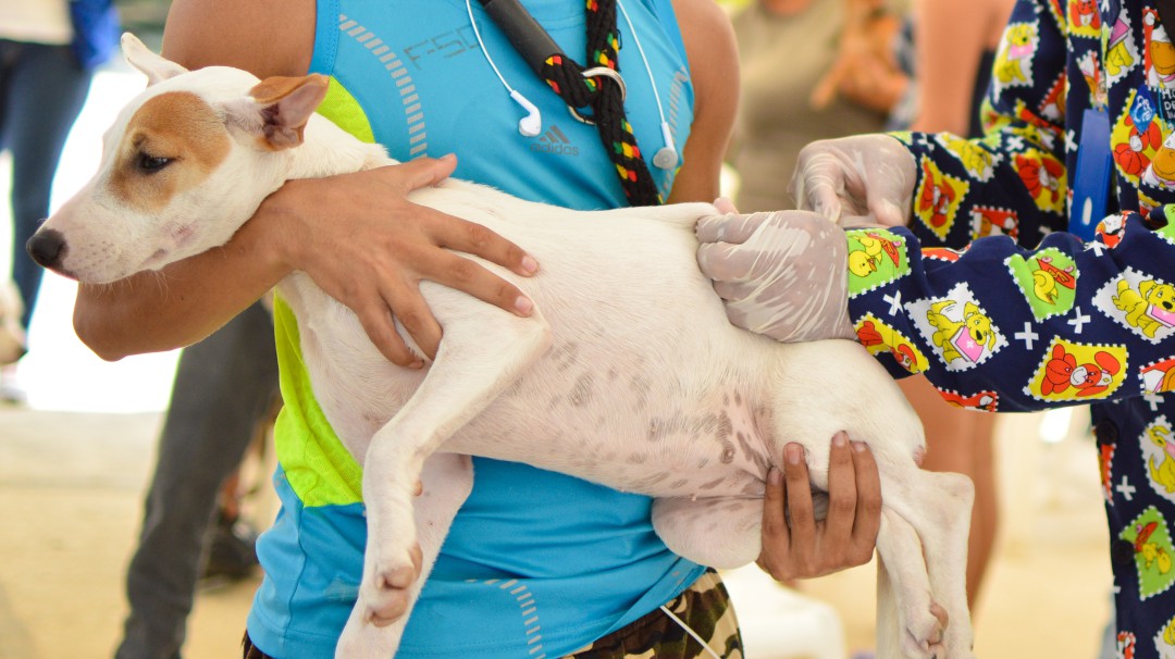 Proponen crear un SISBÉN en Colombia para mascotas y animales de compañía