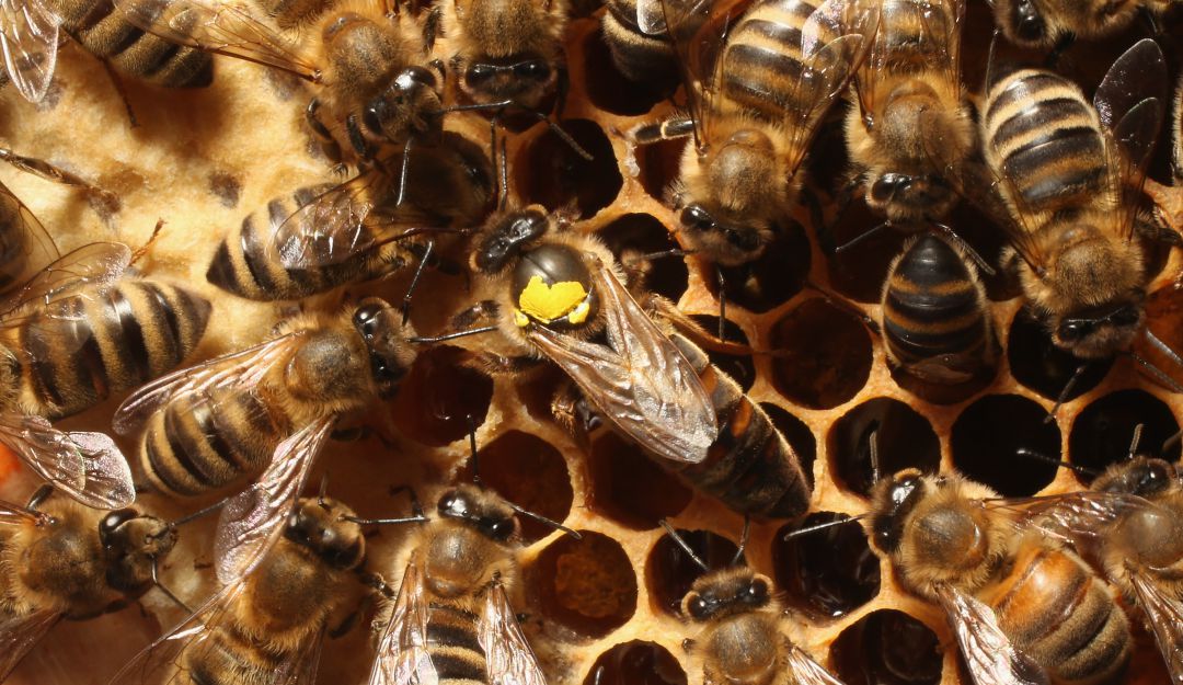Abejas. Abejas.