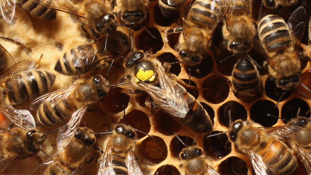 Crean alimento que ayudaría a mitigar el peligro de extinción de las abejas