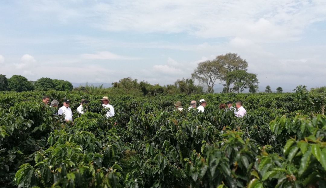 Huila sigue liderando la caficultura en Colombia. Huila sigue liderando la caficultura en Colombia.