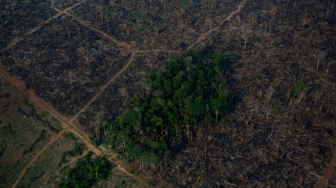 Deforestación en Amazonía de Brasil tuvo crecimiento más grande en 15 años