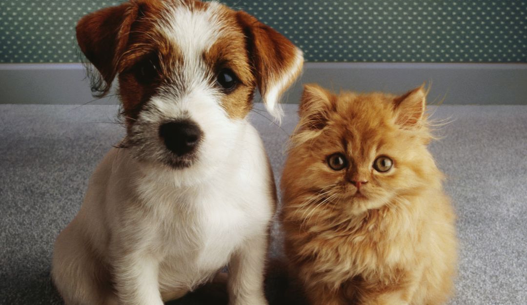Francia prohíbe venta de perros y gatos en tiendas de animales Francia prohíbe venta de perros y gatos en tiendas de animales