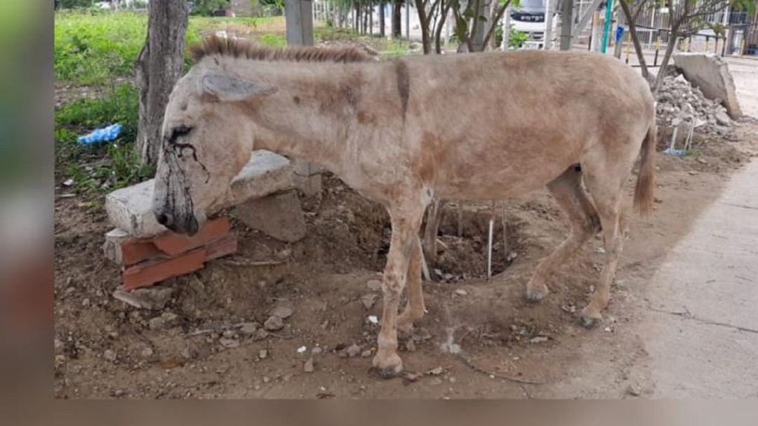 Maltrato animal: burro recibió varias puñaladas en sus ojos en Cartagena
