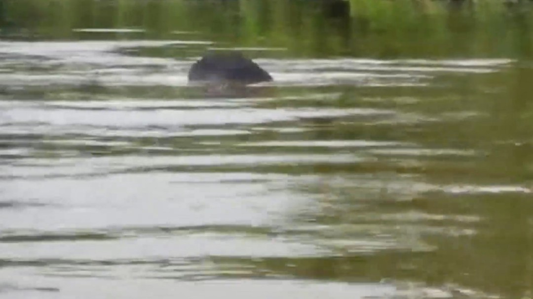 Video captó manatíes apareándose en el Magdalena Medio