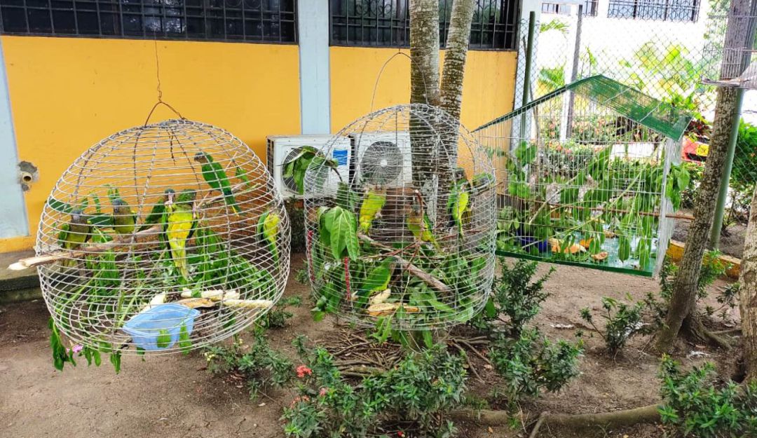 El Centro de Atención y Valoración de Flora y Fauna Silvestre tendrá a su cargo el cuidado y valoración médica veterinaria de 61 aves silvestres El Centro de Atención y Valoración de Flora y Fauna Silvestre tendrá a su cargo el cuidado y valoración médica veterinaria de 61 aves silvestres