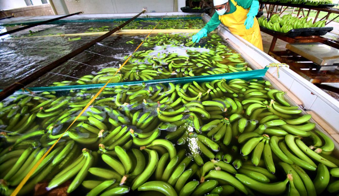 Producción de banano en Colombia Producción de banano en Colombia