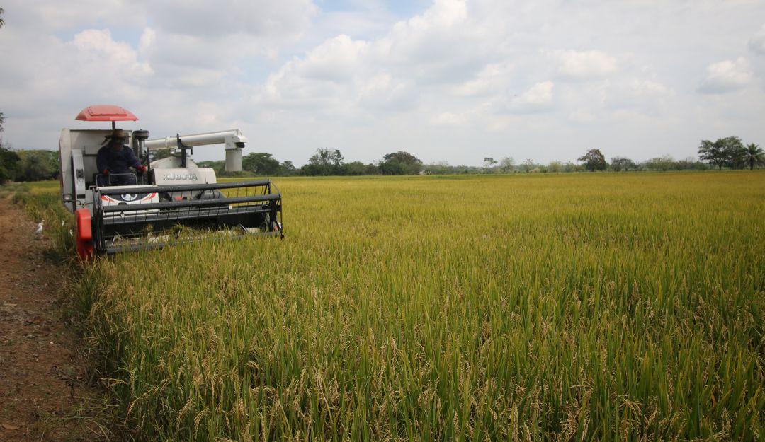 Cultivos de arroz. Cultivos de arroz.