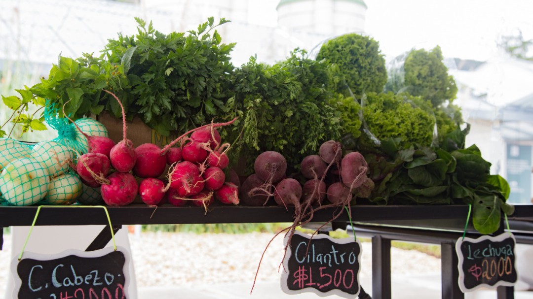 Mercado campesino en Faguafest el próximo fin de semana en Chía