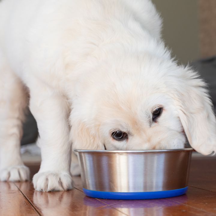 Los beneficios para la salud de su perro si lo alimenta una sola vez al día