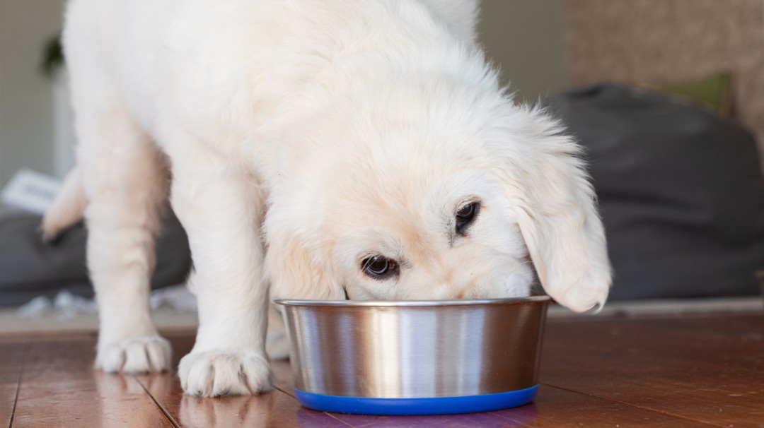 Los beneficios para la salud de su perro si lo alimenta una sola vez al día