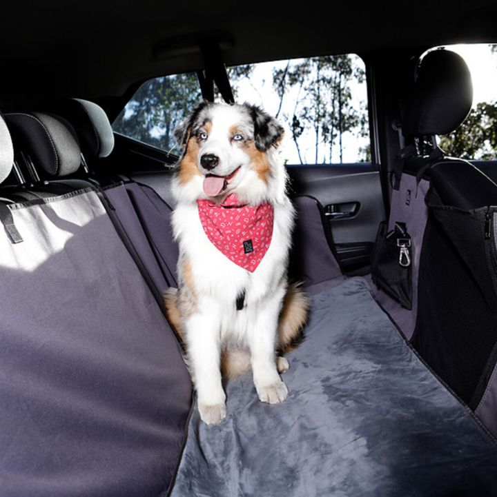 Mascotas podrían viajar en cabinas y no en bodegas de aviones