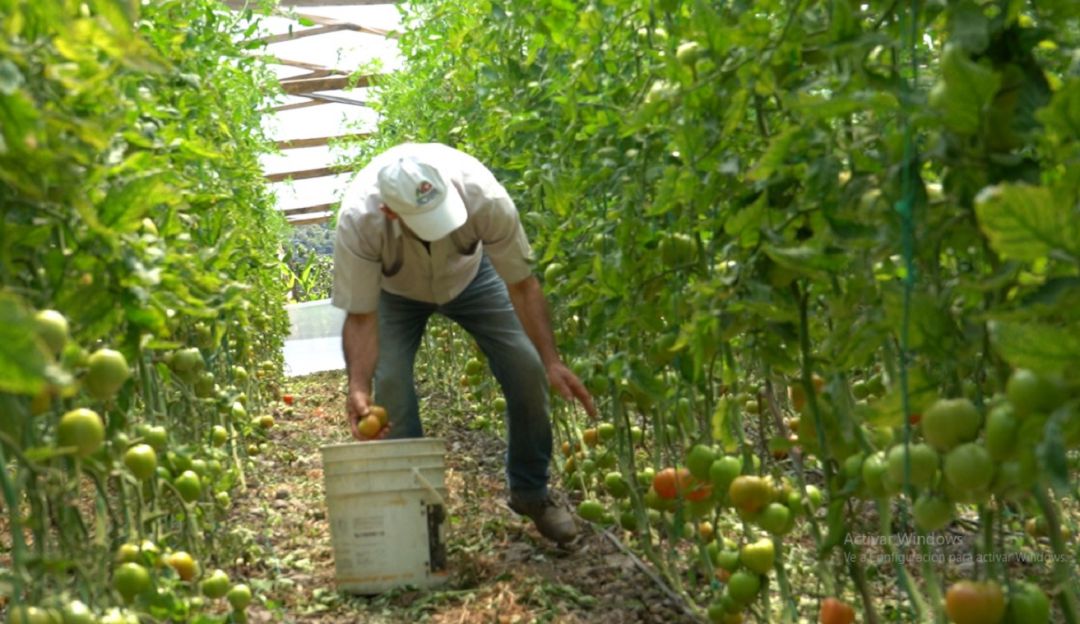 Cultivo de tomate en invernadero. Cultivo de tomate en invernadero.