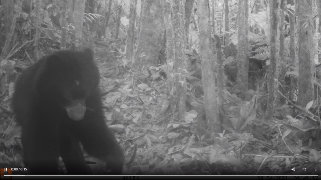 Primer video de un Oso Andino en el Parque Nacional Natural Paramillo