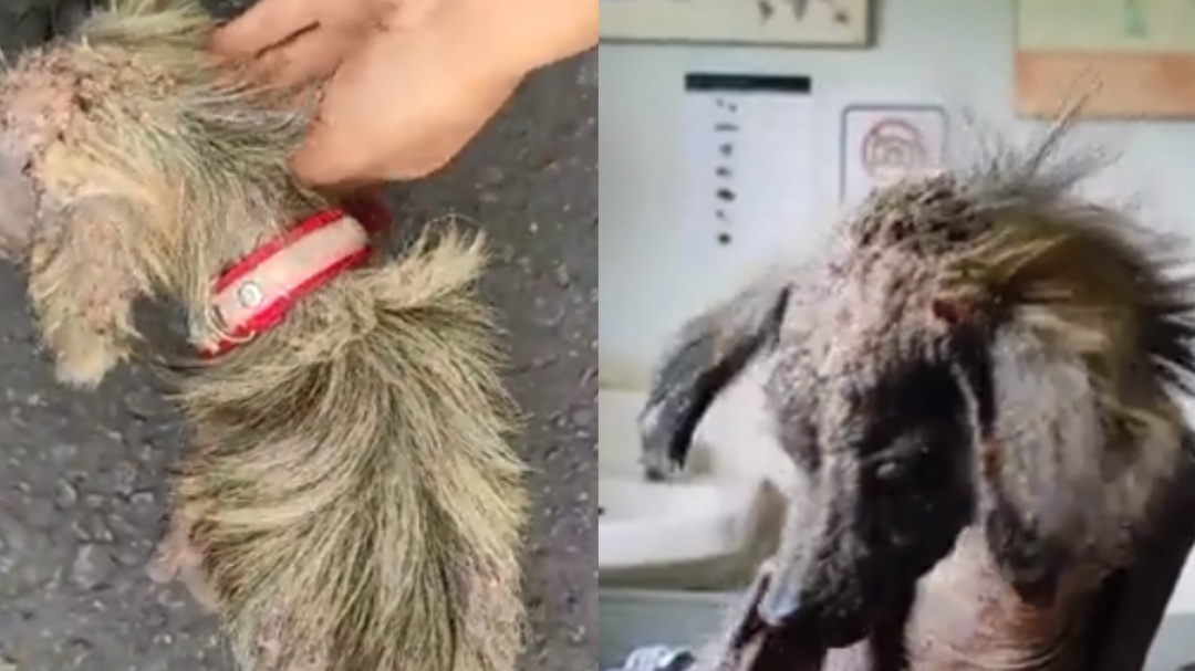 Vea la increible recuperación de un perrito rescatado de la calle