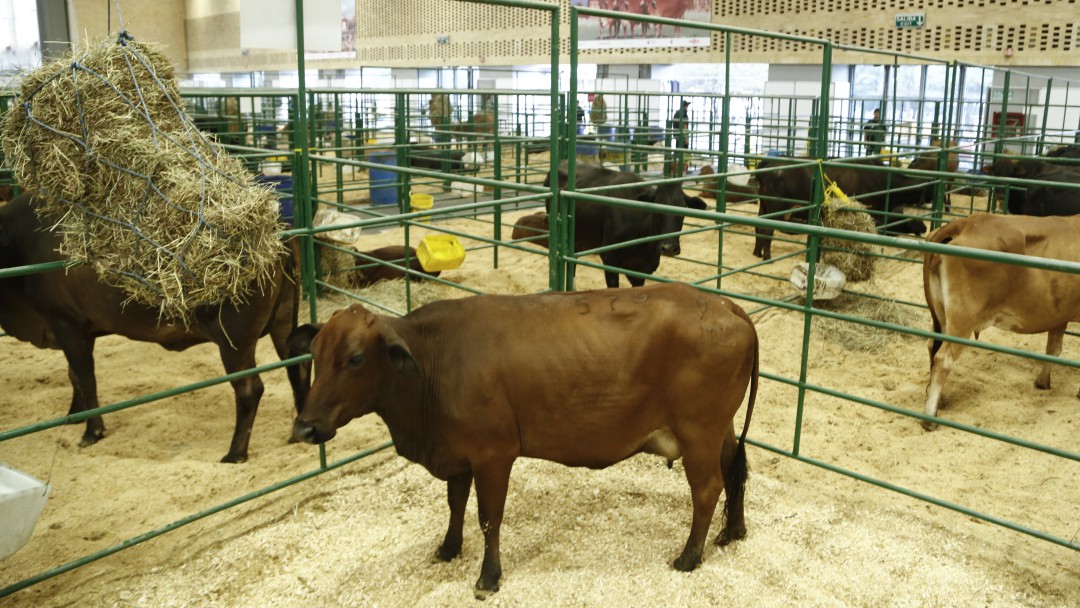 Precios de la leche podrían subir ante una caída en la producción