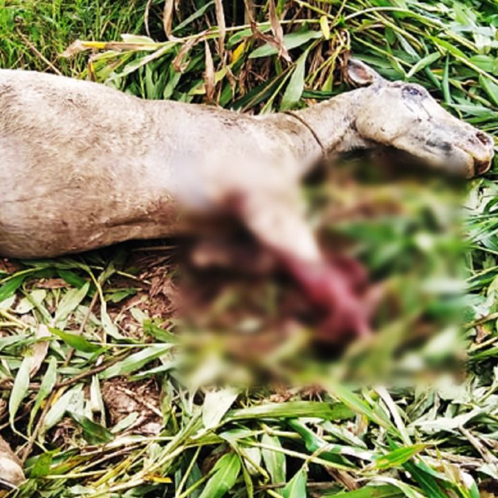 Repudio por caso de maltrato animal en el Putumayo