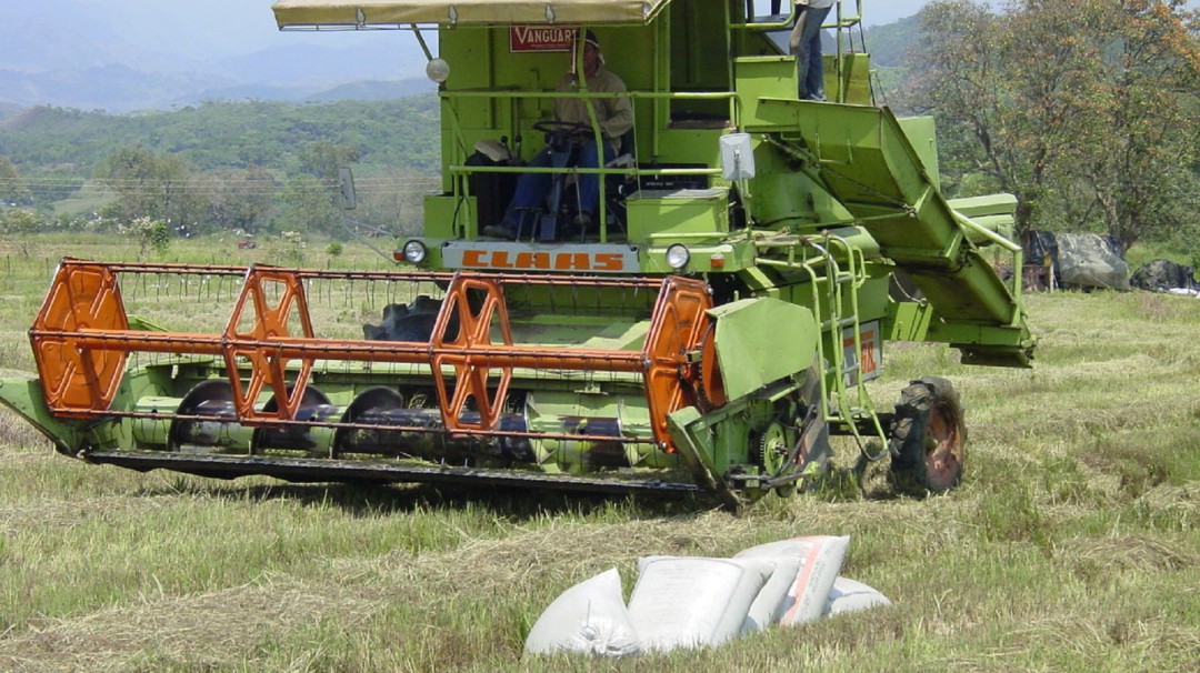 Más de $2'000.000 por hectárea están perdiendo arroceros en Huila