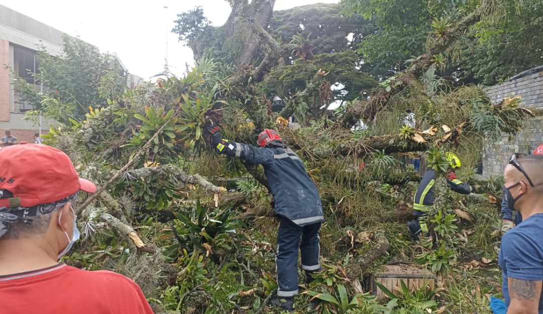 Bomberos y los ciudadanos rescataron a las dos personas atrapadas por caída de árbol en Armenia Bomberos y los ciudadanos rescataron a las dos personas atrapadas por caída de árbol en Armenia