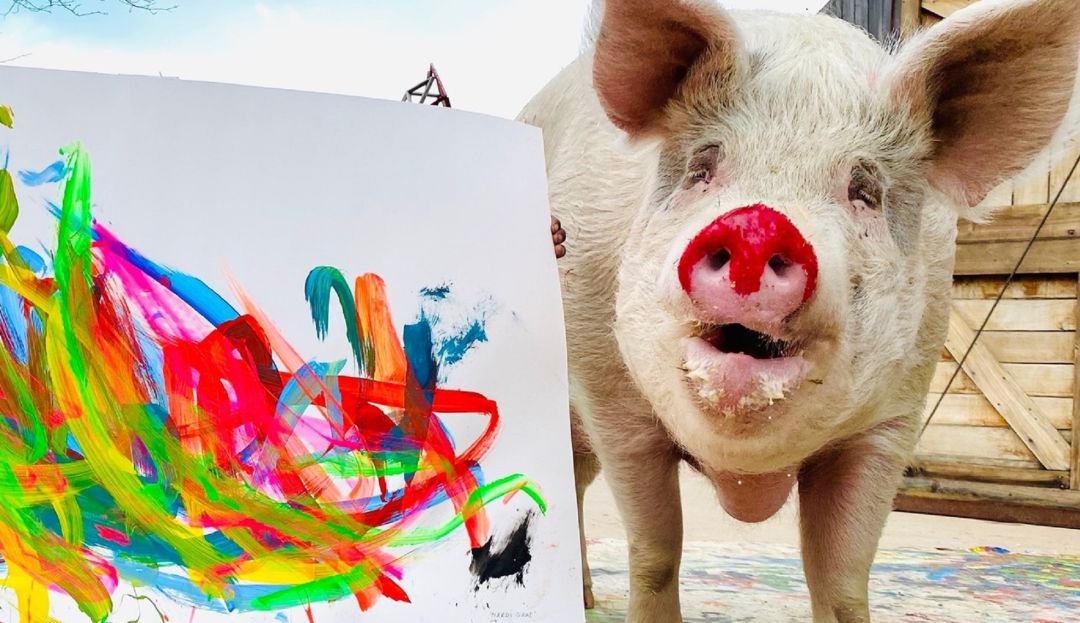 Pigcasso, la cerdita que pinta y vende un cuadro por 27.000 dólares Pigcasso, la cerdita que pinta y vende un cuadro por 27.000 dólares