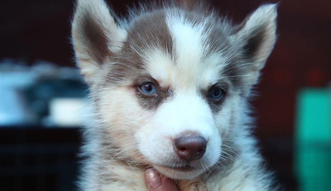 Actor salvó a dos huskys de ahogarse en un lago congelado Actor salvó a dos huskys de ahogarse en un lago congelado