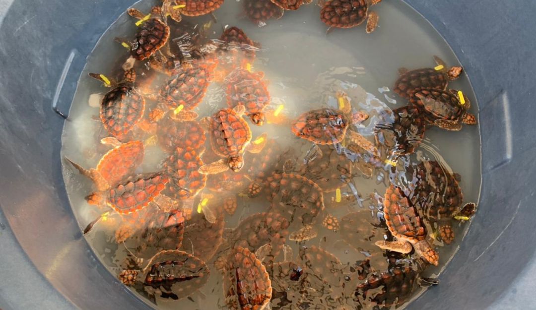 Tortugas liberadas Tortugas liberadas