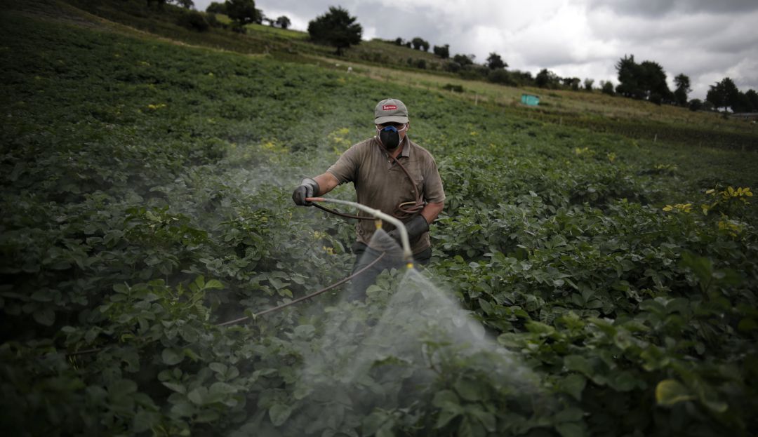 Heladas podrían afectar precios de alimentos Heladas podrían afectar precios de alimentos