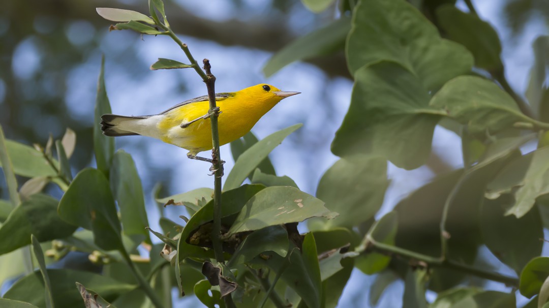 Fascinante guía nos permite descubrir las aves de Medellín