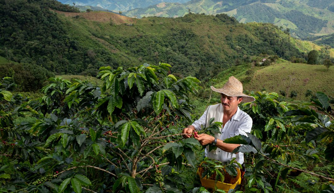 Producción de café Producción de café