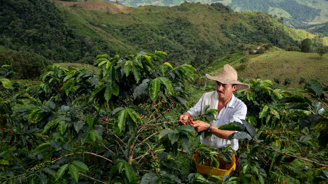 Producción de café en 2021 no alcanzó los 13 millones de sacos