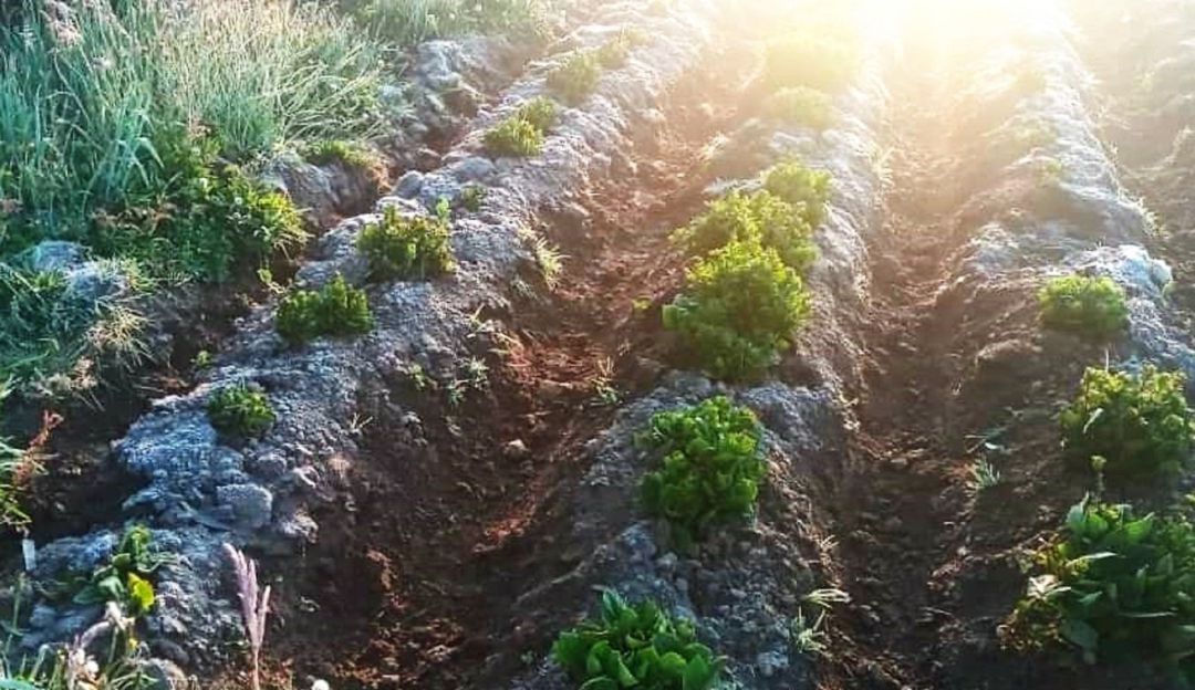Fuertes heladas afectaron cultivos de pan coger, hortalizas, pastos para el ganado y grandes extensiones de papa Fuertes heladas afectaron cultivos de pan coger, hortalizas, pastos para el ganado y grandes extensiones de papa