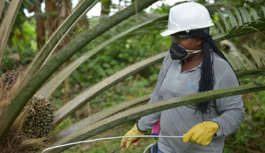 Palmicultores Palmicultores