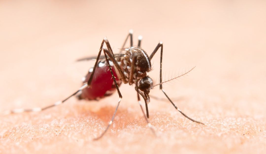 Dengue en Cali Dengue en Cali