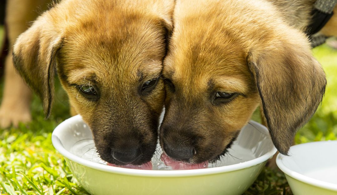 Multan a una pareja por obligar a sus perritas a tener crías por seis años Multan a una pareja por obligar a sus perritas a tener crías por seis años