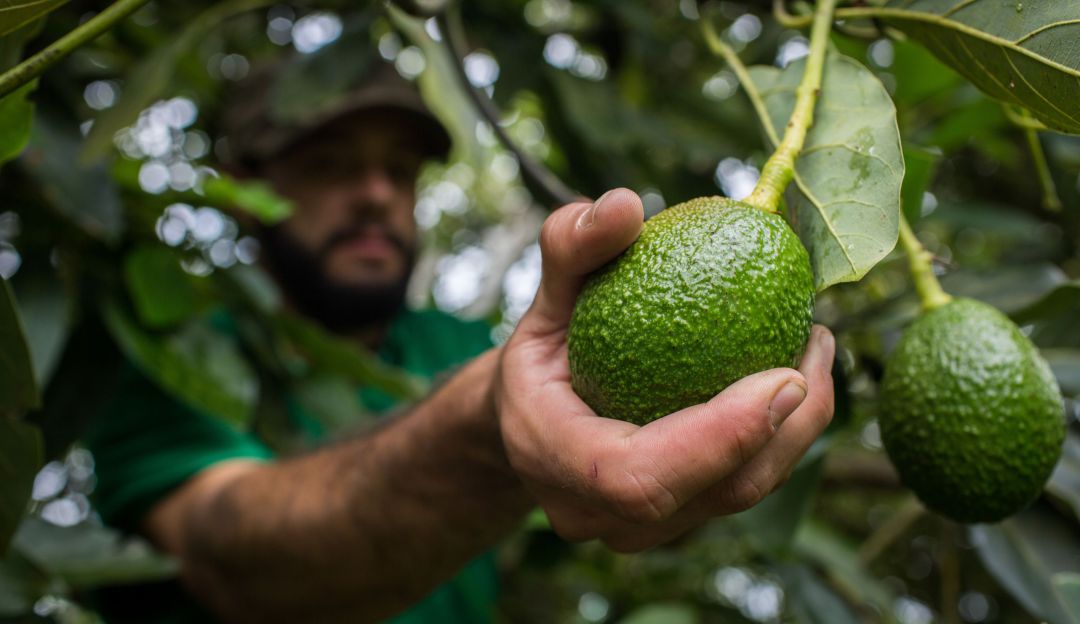 Cultivo de aguacate hass Cultivo de aguacate hass