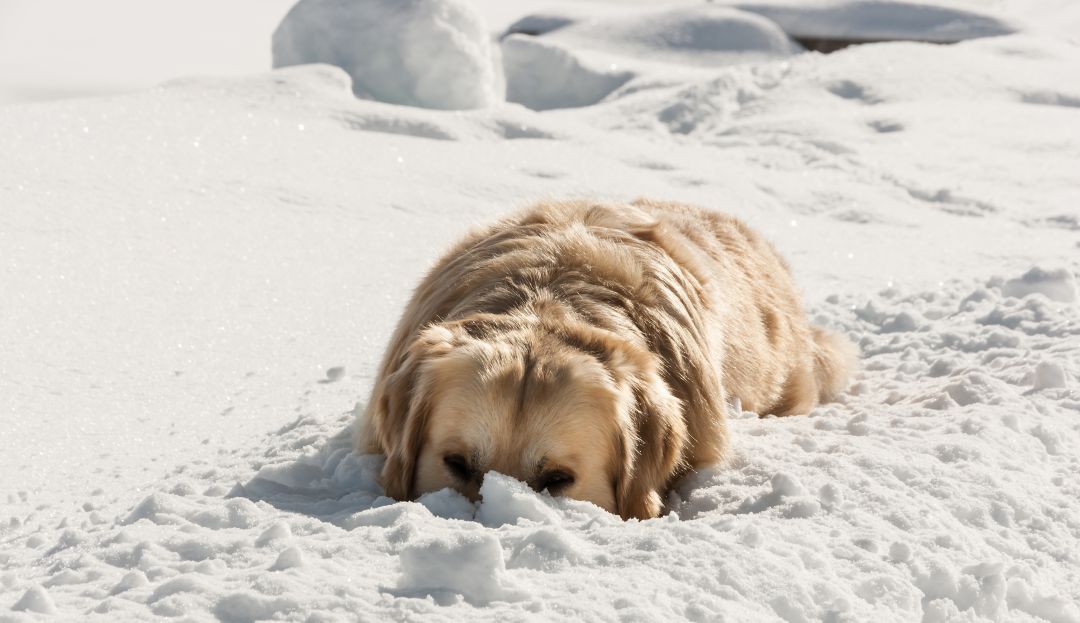 Entre la nieve fue encontrado un perro que duro desaparecido cuatro meses Entre la nieve fue encontrado un perro que duro desaparecido cuatro meses