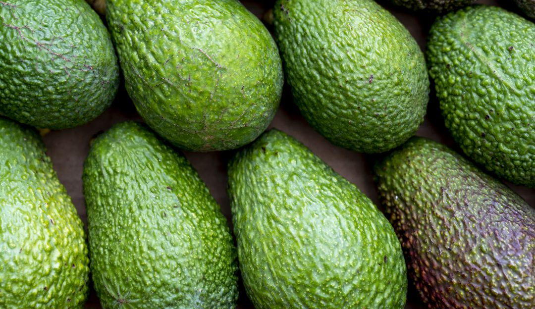 Aguacate hass Aguacate hass