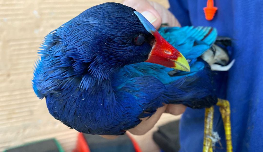 Tingua azul Tingua azul