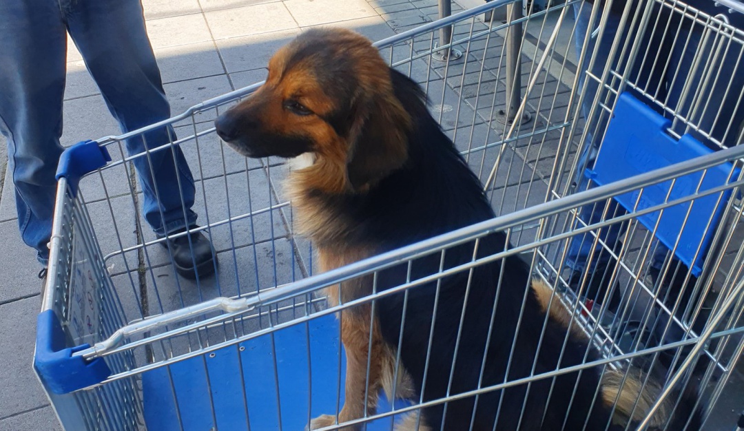 Denuncia abandono perro Denuncia abandono perro