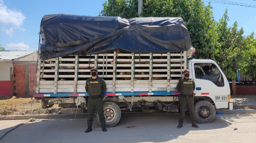 En Bolívar, incautaron 100 semovientes por inconsistencia en documentación
