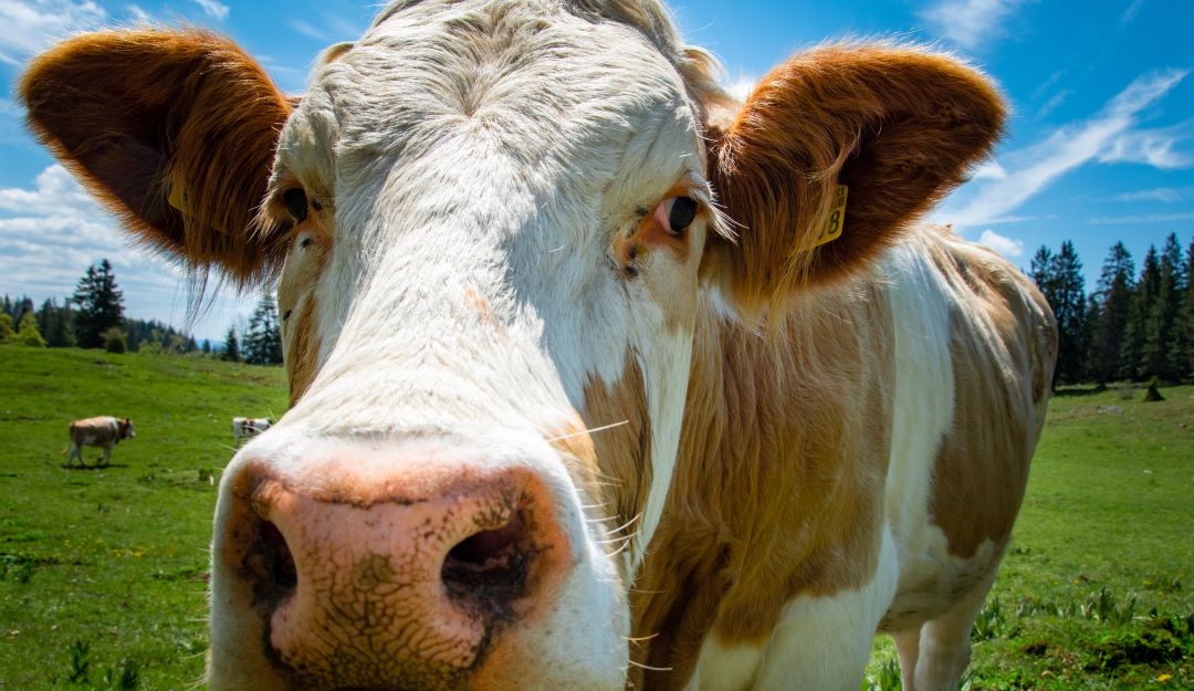 Vaca Vaca