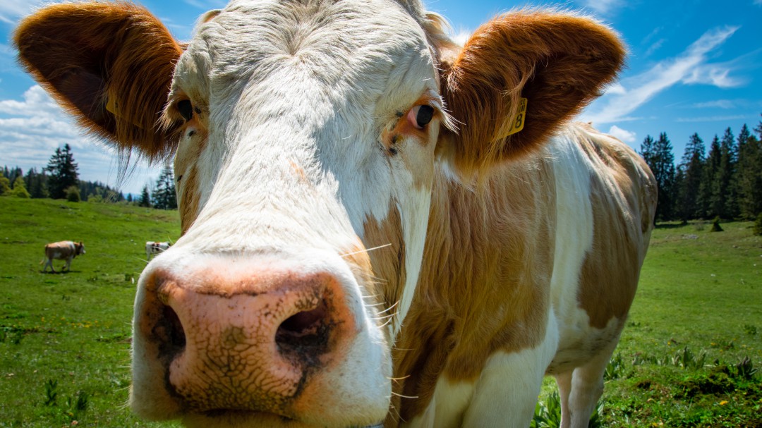 Ganadero regaló gafas de realidad virtual a sus vacas y producen más leche