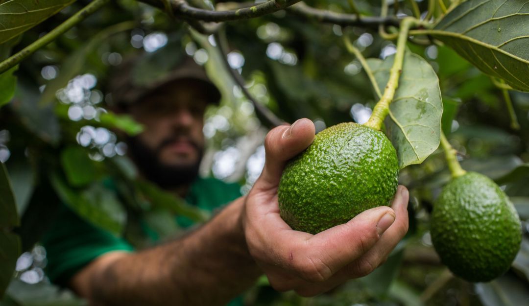 Cultivo de aguacate hass Cultivo de aguacate hass