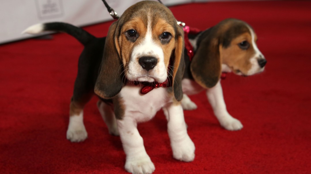 Critican posible sacrificio de 32 perros en laboratorio español