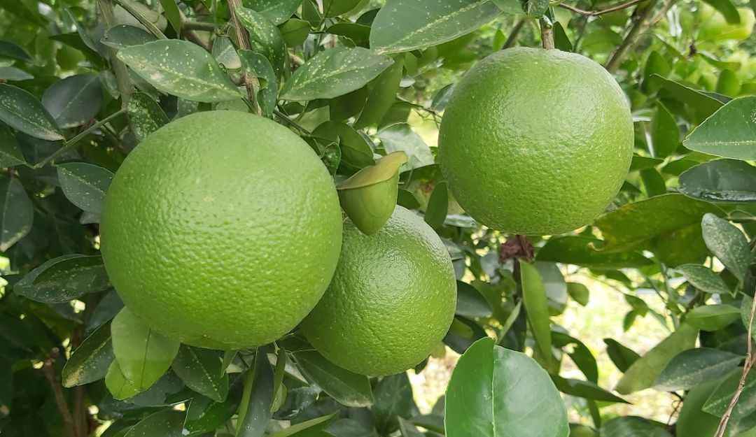 Uno de los clones de naranja margaritera para la región Caribe. Uno de los clones de naranja margaritera para la región Caribe.