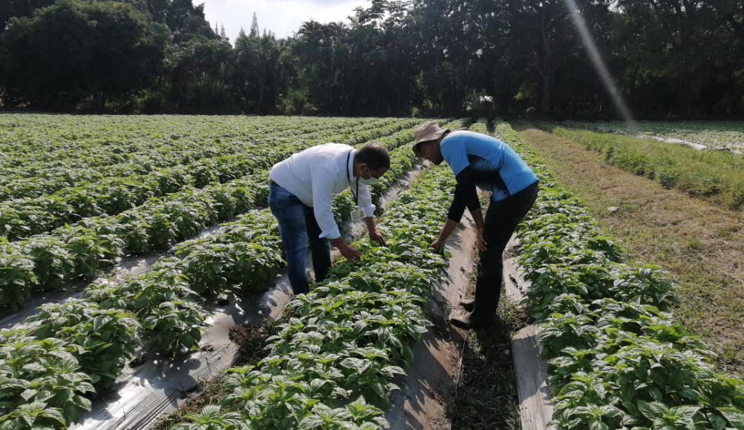 Cultivos de albahaca en el Tolima. Cultivos de albahaca en el Tolima.