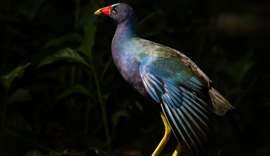 ¿Se encontró una Tingua Azul? Estas son las recomendaciones que debe seguir ¿Se encontró una Tingua Azul? Estas son las recomendaciones que debe seguir