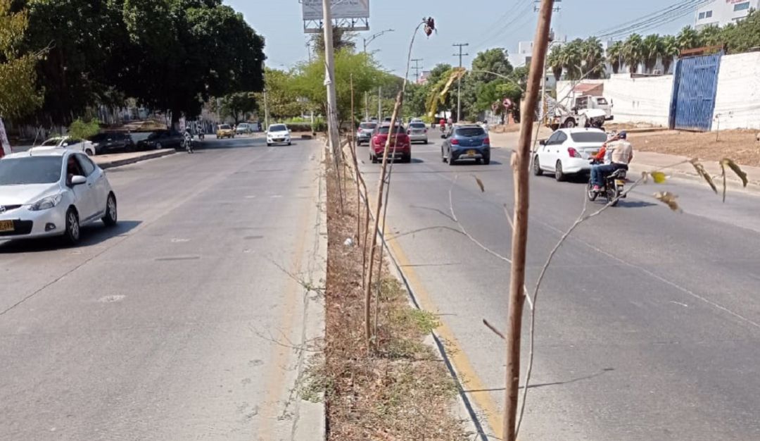 Según la Fundación Verde que te quiero Verde, las áreas sembradas no tienen puntos de agua para el riego respectivo Según la Fundación Verde que te quiero Verde, las áreas sembradas no tienen puntos de agua para el riego respectivo