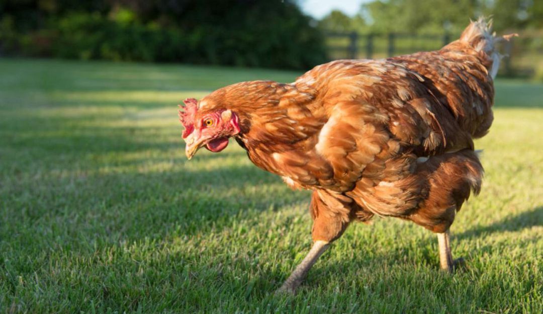Maltrato hacia animales: En Santa Marta denuncian que un hombre estaría abusando de varias gallinas Maltrato hacia animales: En Santa Marta denuncian que un hombre estaría abusando de varias gallinas