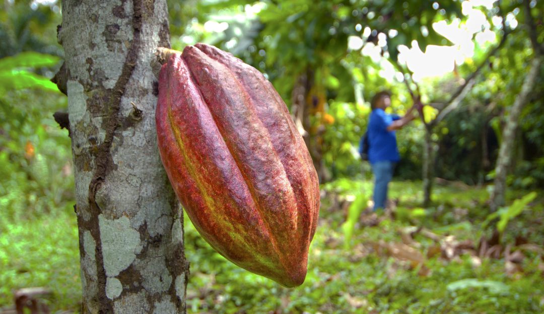 Cultivo de cacao en Cahuita, Costa Rica, uno de los países participantes del estudio. Cultivo de cacao en Cahuita, Costa Rica, uno de los países participantes del estudio.