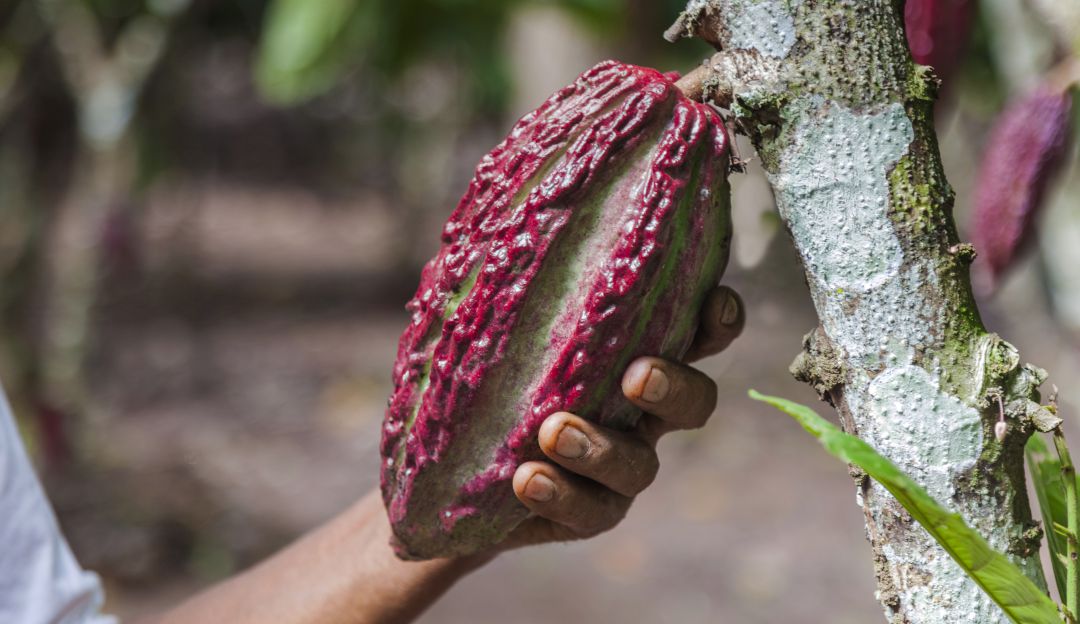 Cacao Conecta, el proyecto que ayuda al desarrollo en el Urabá Antioqueño Cacao Conecta, el proyecto que ayuda al desarrollo en el Urabá Antioqueño